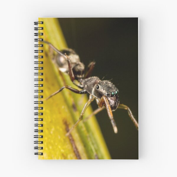 Item preview, Ant Mimic Jumping spider designed and sold by Normf.