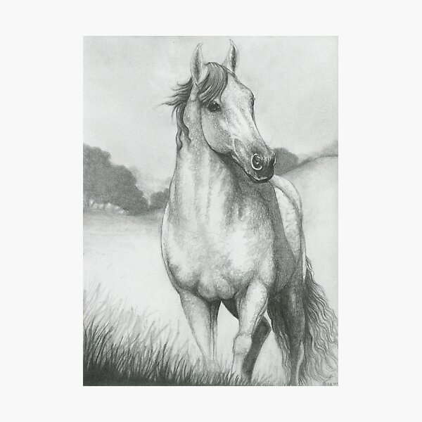 Gray Morning Horse Photographic Print