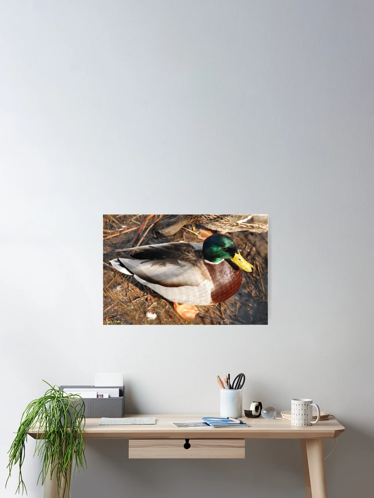 Thumbnail 2 of 3, Poster, Mr Drake designed and sold by John Easterhouse.