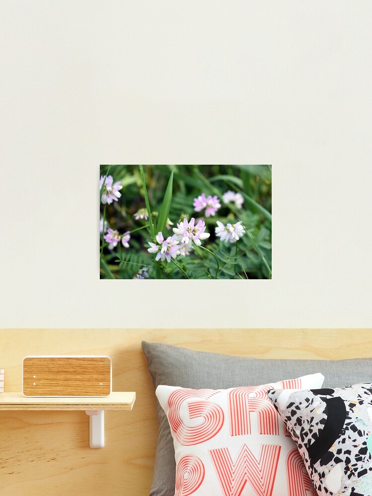 Lámina fotográfica «Bonitas flores silvestres de color púrpura, rosa y blanco» de breannehope | Redbubble Lámina fotográfica «Bonitas flores silvestres de color púrpura, rosa y blanco» de breannehope | Redbubble