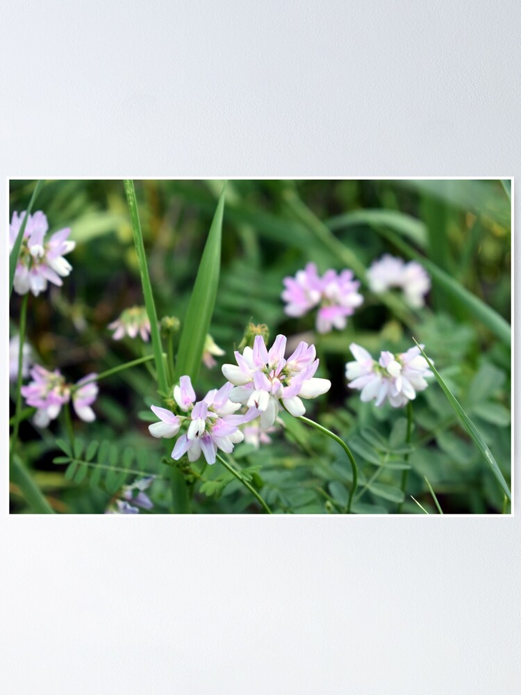 Póster «Bonitas flores silvestres de color púrpura, rosa y blanco» de breannehope | Redbubble Póster «Bonitas flores silvestres de color púrpura, rosa y blanco» de breannehope | Redbubble