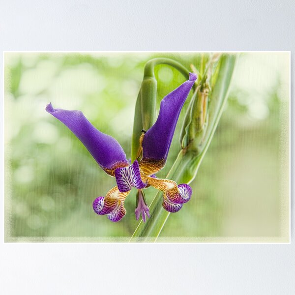 Item preview, Walking Iris designed and sold by Marilyn Cornwell.