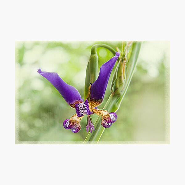 Item preview, Walking Iris designed and sold by Marilyn Cornwell.