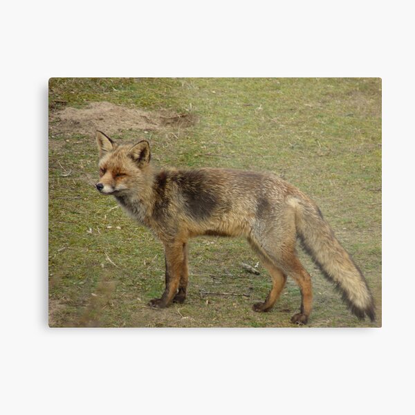 Fox (4) Metal Print