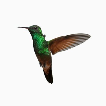 Artwork thumbnail, Hummingbird 2 by MaluC