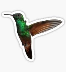 Hummingbird 2 Sticker