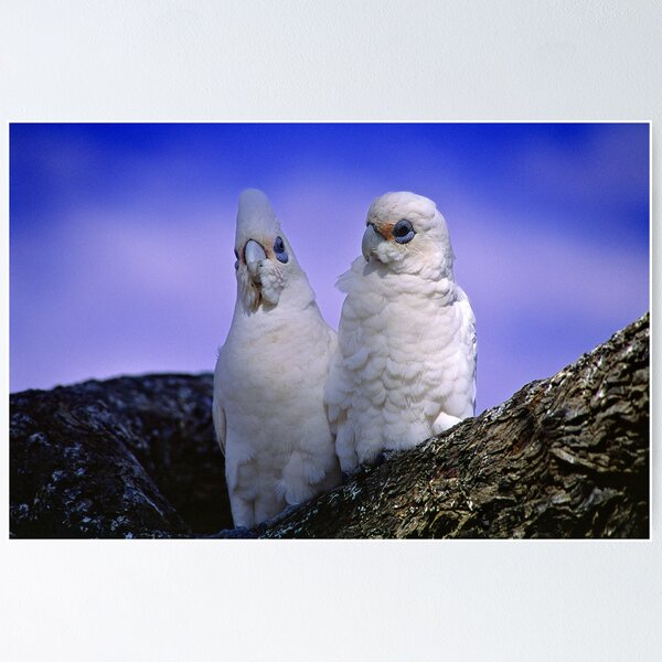 Item preview, Australian Little Corellas, couple - portrait no.1 designed and sold by graphicscapes.
