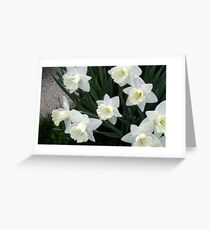 White Daffodils Greeting Card