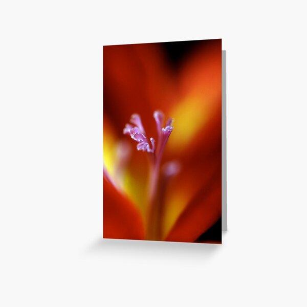Untitled Greeting Card