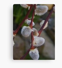Fluffy Catkins Canvas Print