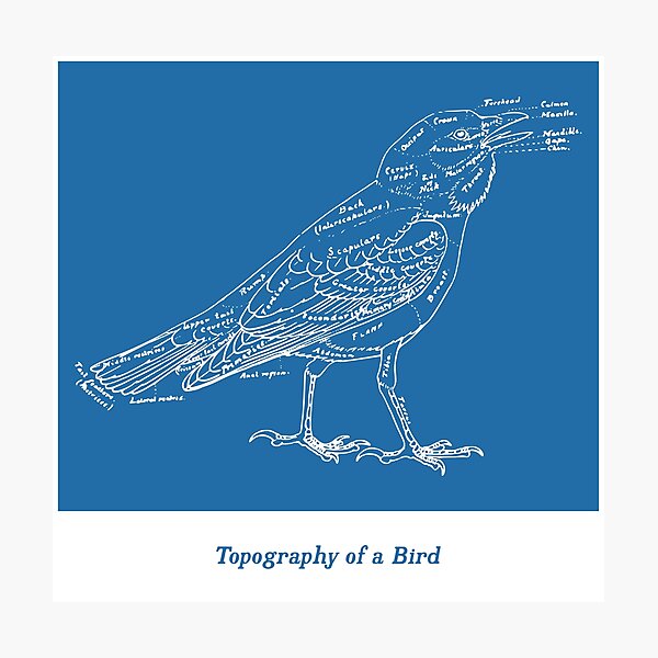 Topography of a Bird Photographic Print