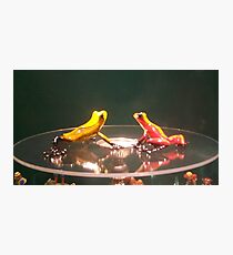 we're just a toad in disguise... Photographic Print