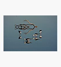 Four Black Winged Stilts Reflected Photographic Print