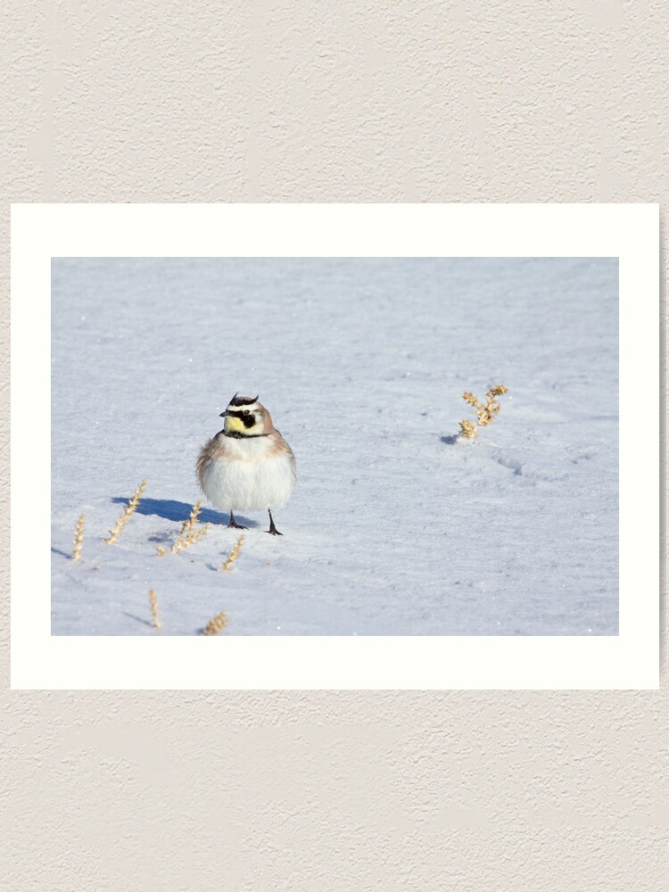 Alternate view of Mr. Horned Lark Art Print