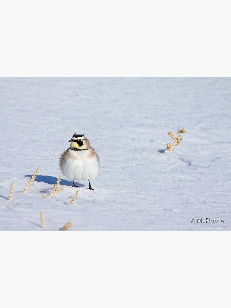 Mr. Horned Lark by annruttle