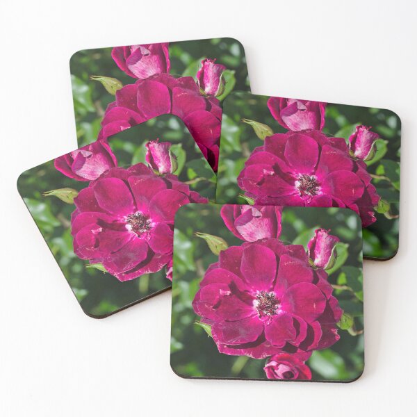 Item preview, Roses On The Shrub designed and sold by Joy Watson - Natural Light Photography .