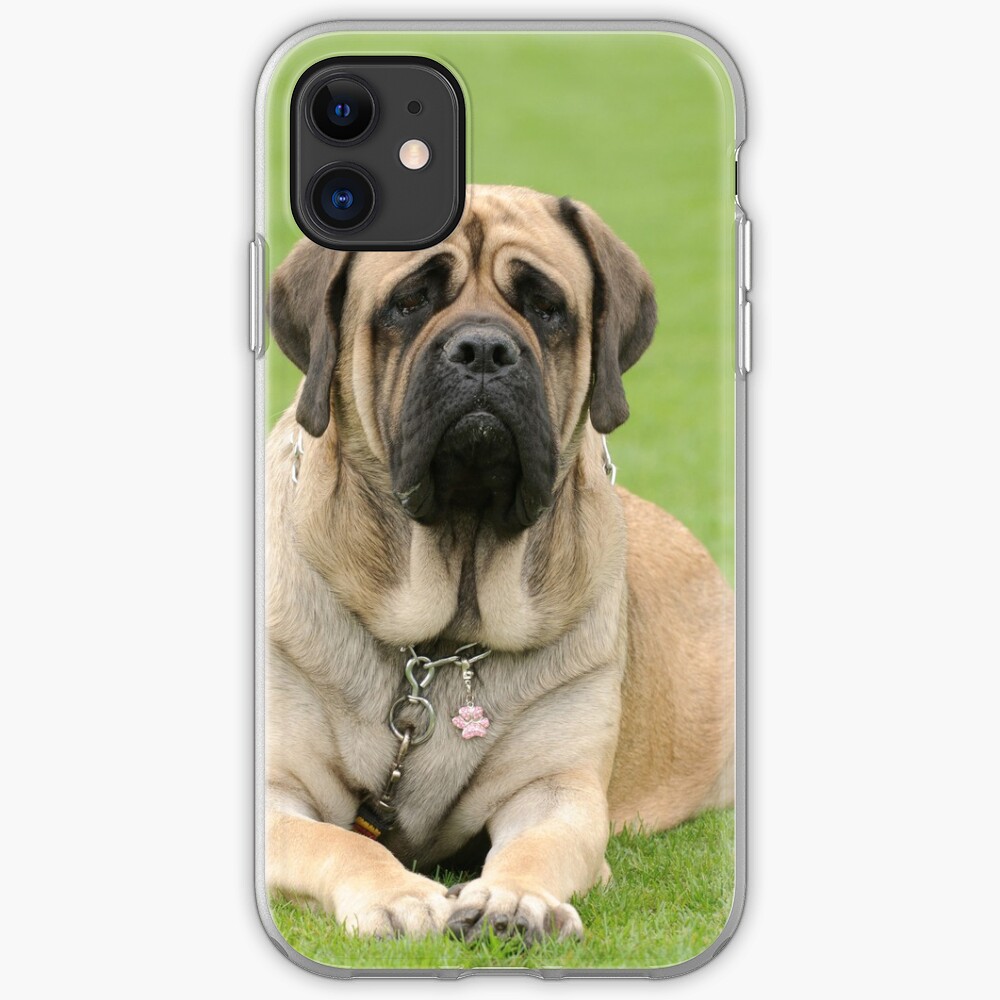 fawn hollow bullmastiffs