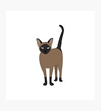 Lámina fotográfica Gato siames