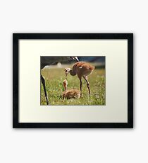 Baby Sandhill Cranes Framed Print