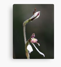 Parsons Band & Tiny Beastie Canvas Print