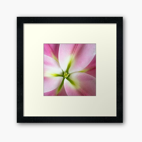 Beautiful Close Up of the Elegant Floral Flower Lily Framed Art Print