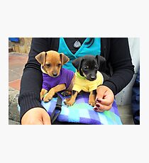 Puppies Photographic Print