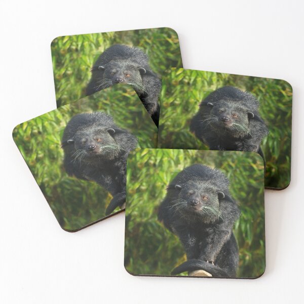 Item preview, Binturong Looking At You designed and sold by rawshutterbug.