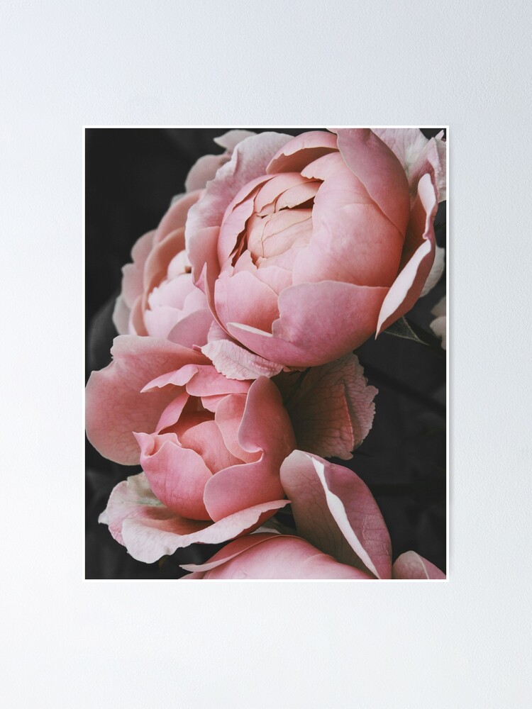 pink peony wall art