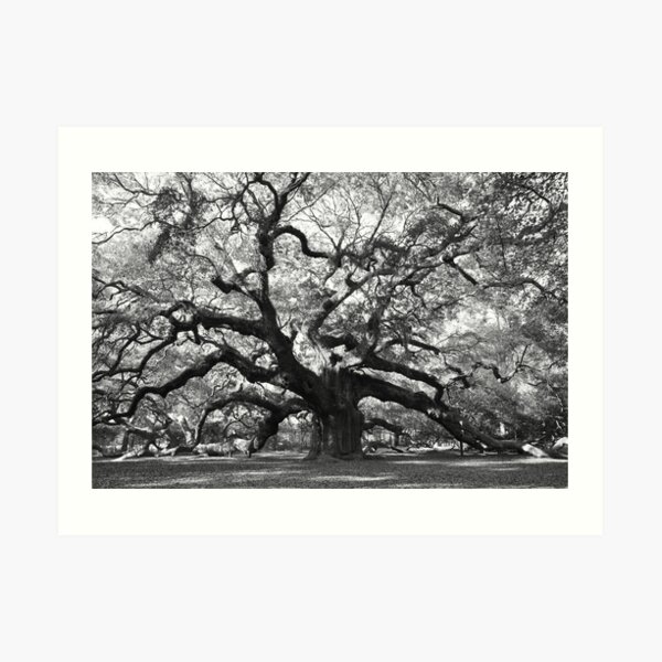 angel oak tree Art Print