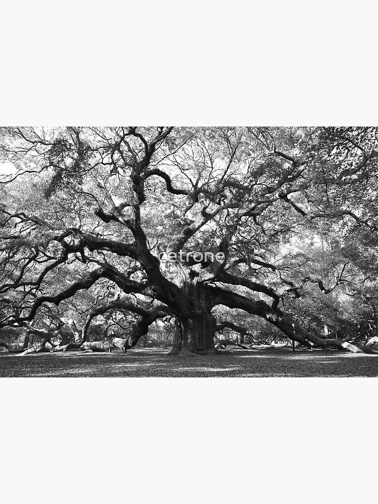 "angel oak tree" Photographic Print for Sale by cetrone Redbubble