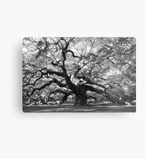 angel oak tree Metal Print