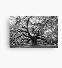 angel oak tree Canvas Print