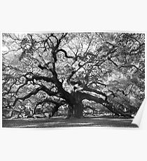 angel oak tree Poster