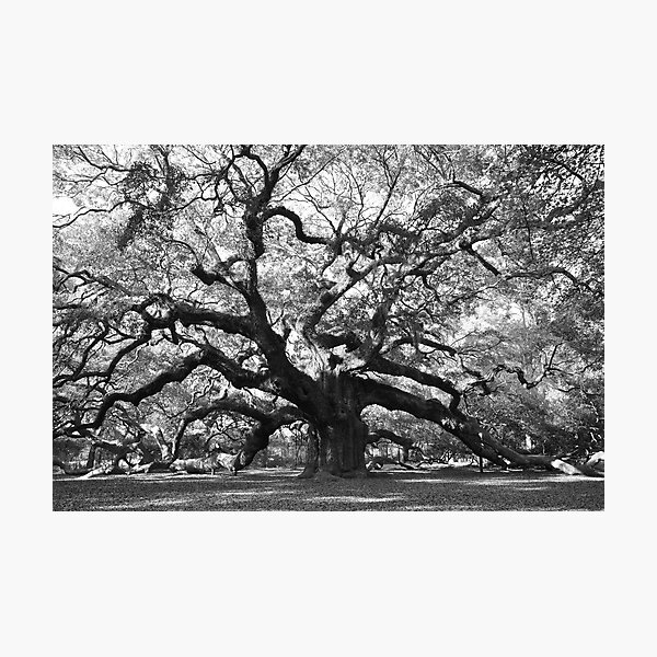 angel oak tree Photographic Print