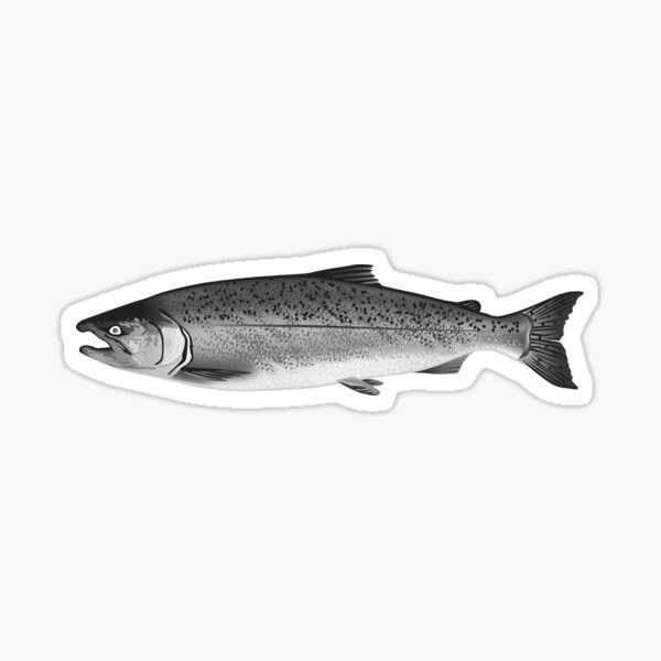 Alaska King Salmon Sticker