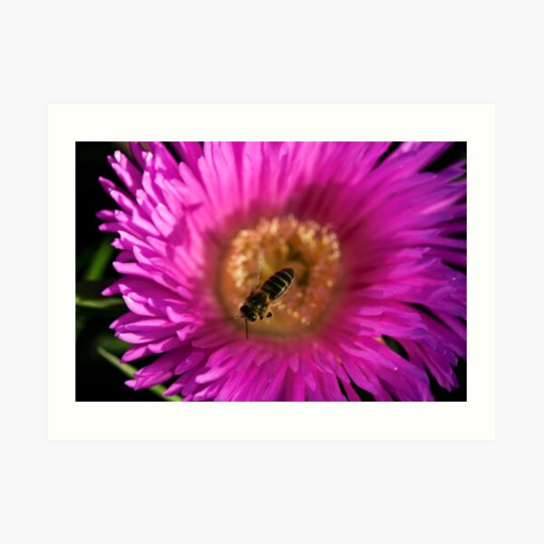 flying bee abeja volando Art Print