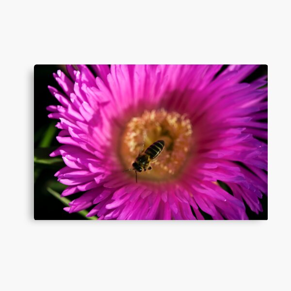 flying bee abeja volando Canvas Print