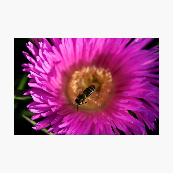 flying bee abeja volando Photographic Print