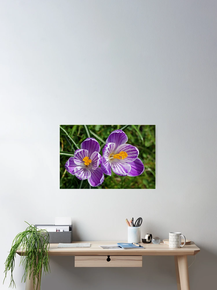 Thumbnail 2 of 3, Poster, Hello, Spring! designed and sold by Fran0723.