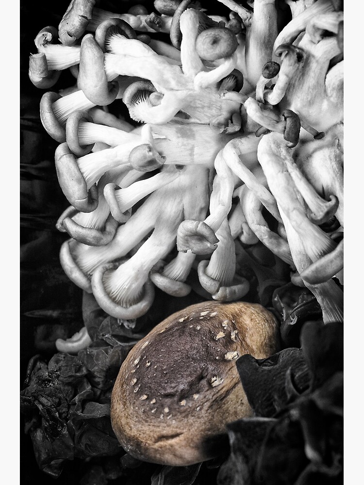 Japanese Mushrooms by fardad