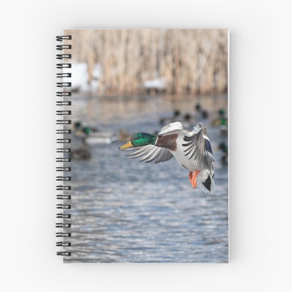 Item preview, Drake Mallard 2019-1 designed and sold by Thomasyoung.