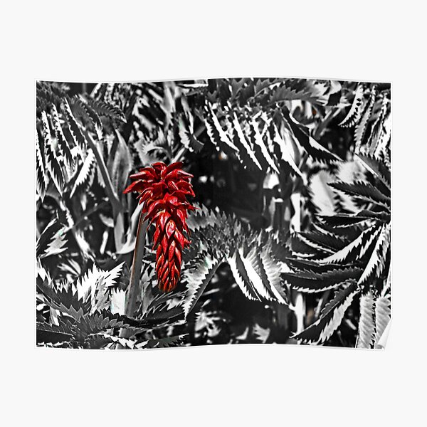 In Bloom Poster
