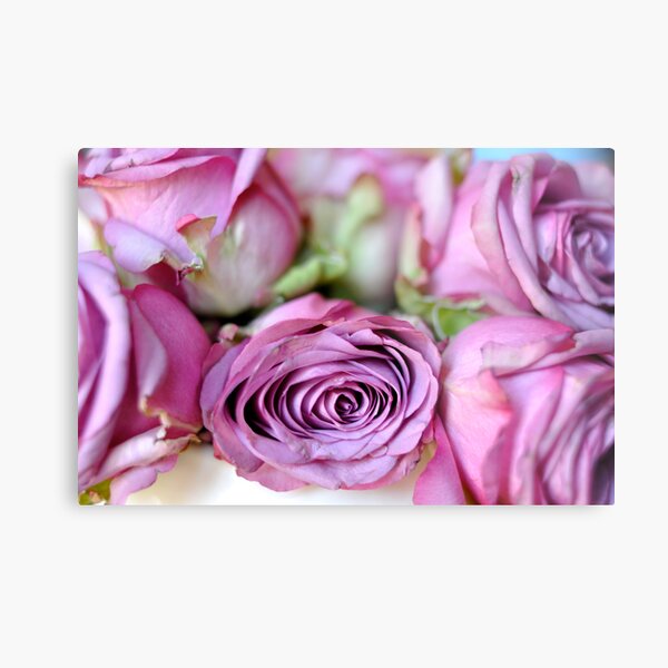 faded roses Metal Print