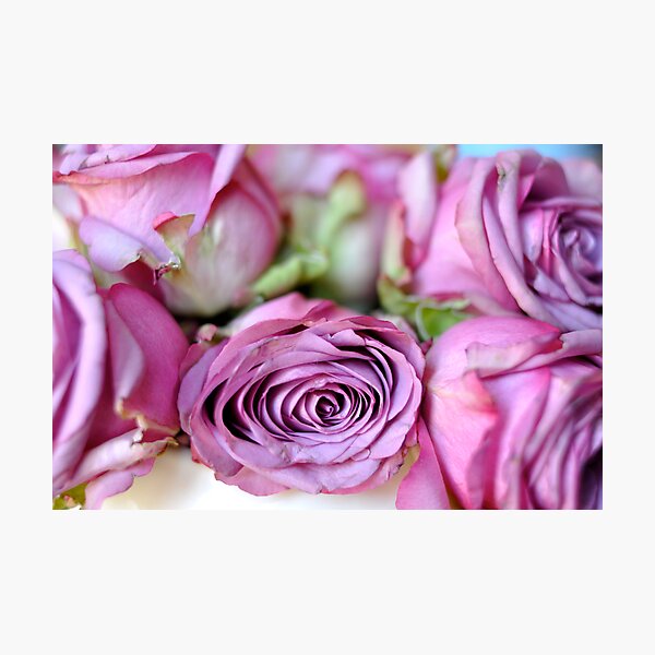 Item preview, faded roses designed and sold by DarylE.