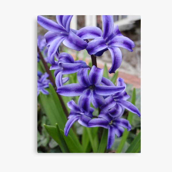 hyacinth Canvas Print