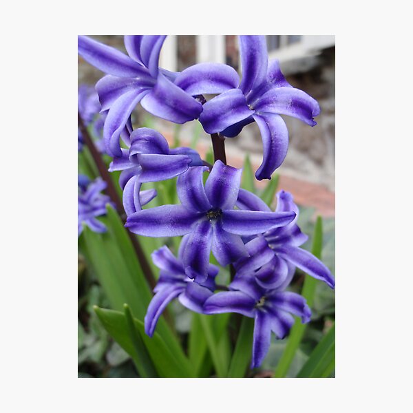 Item preview, hyacinth designed and sold by DarylE.