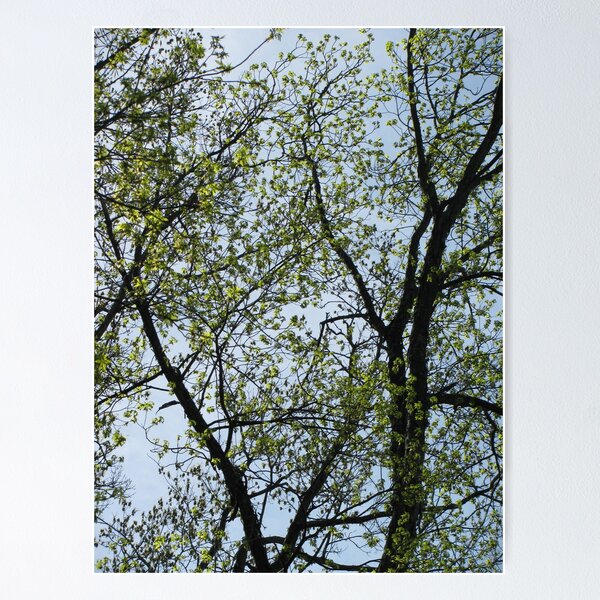 Item preview, Canopy designed and sold by LindieRacz.