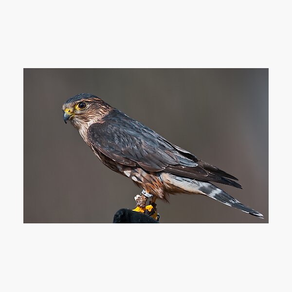 Item preview, Merlin designed and sold by (Tallow) Dave  Van de Laar.