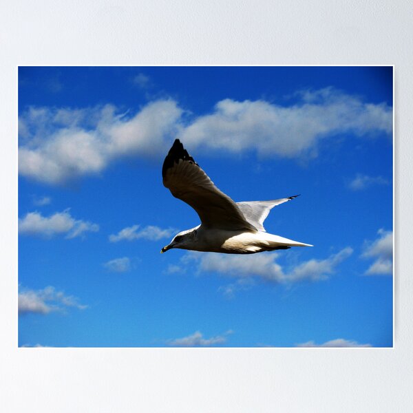 Item preview, Glide designed and sold by shutterbug2010.