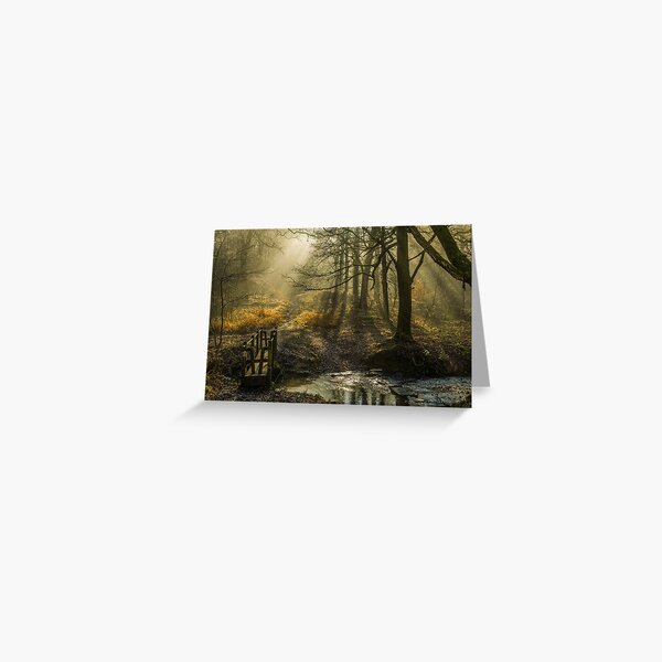 Item preview, Amazing sunbeams and spooky trees in the Forest of Dean Gloucestershire England. A spot I had never visited before and was so glad I did. designed and sold by Cameranick.